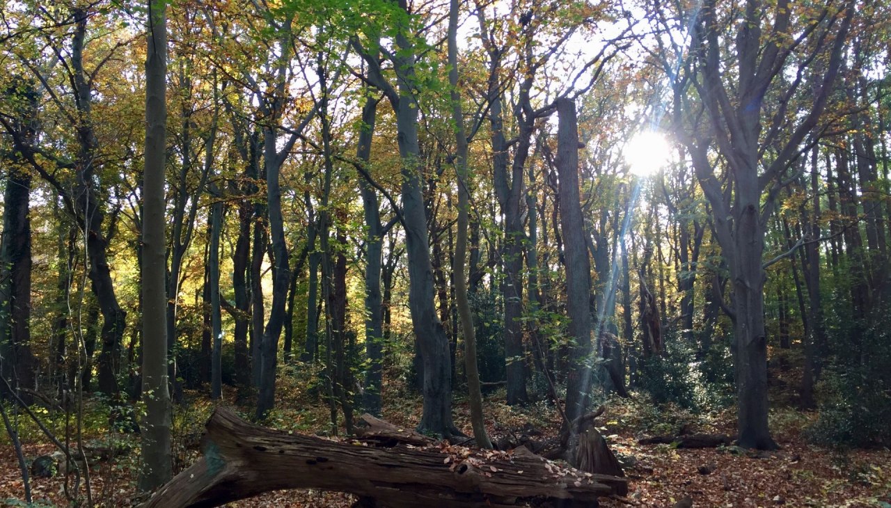 Ahrenshoop wood, © Kurverwaltung Ahrenshoop