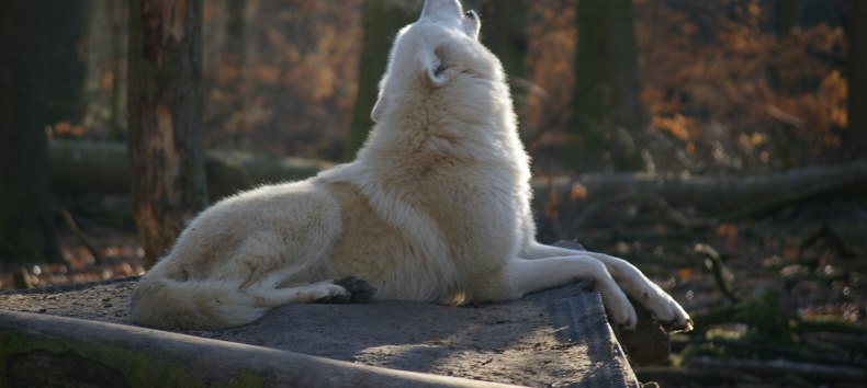 &copy; Hansestadt Stralsund