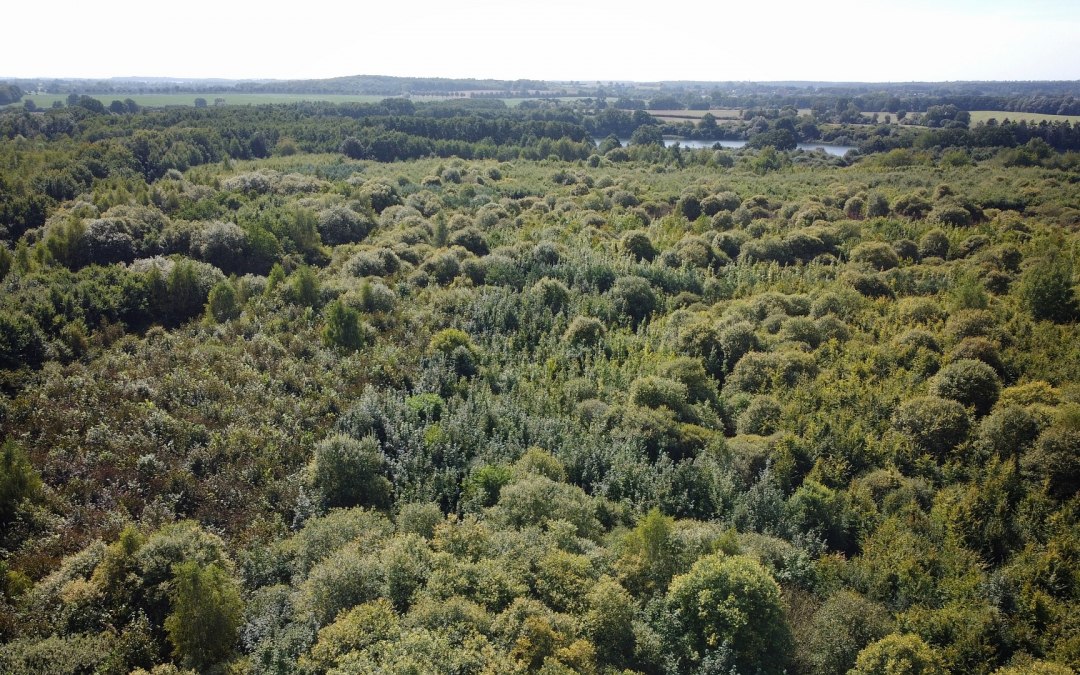 Klimaatbos Biosfeerreservaat Schaalsee, © Landesforst MV