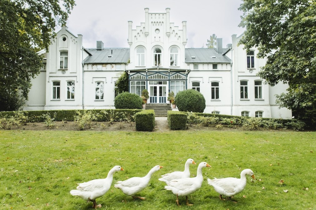 Geese in the park of Kaeselow Castle, © vollvincent