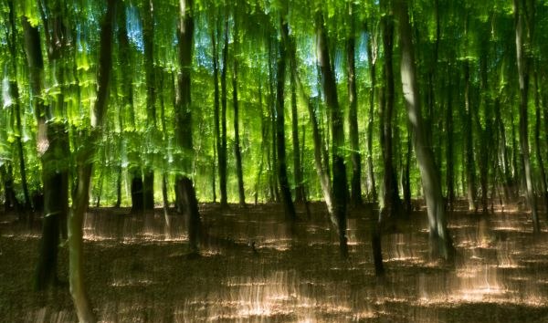 Darsser Wald // &copy; Vogl