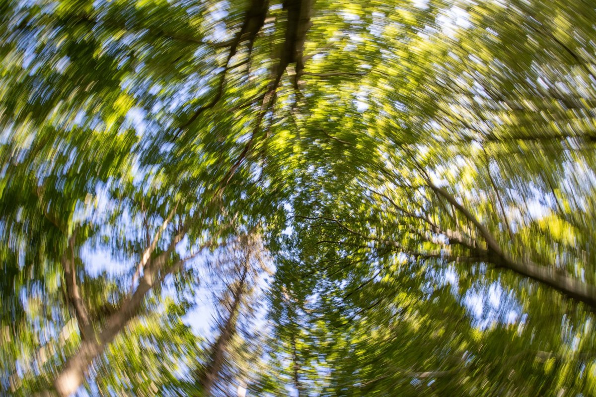 Sieć obejmująca cały las (c) Kurverwaltung Goehren Martin Stoever _09-2020_P5I4252, &copy; Kurverwaltung Goehren / Martin Stoever