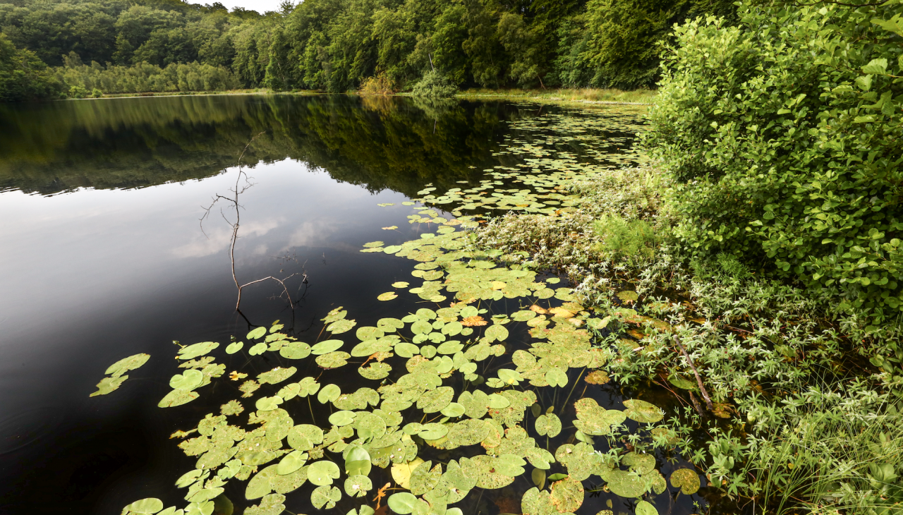 black-lake-in-the-granitz_4, © TMV/Gohlke