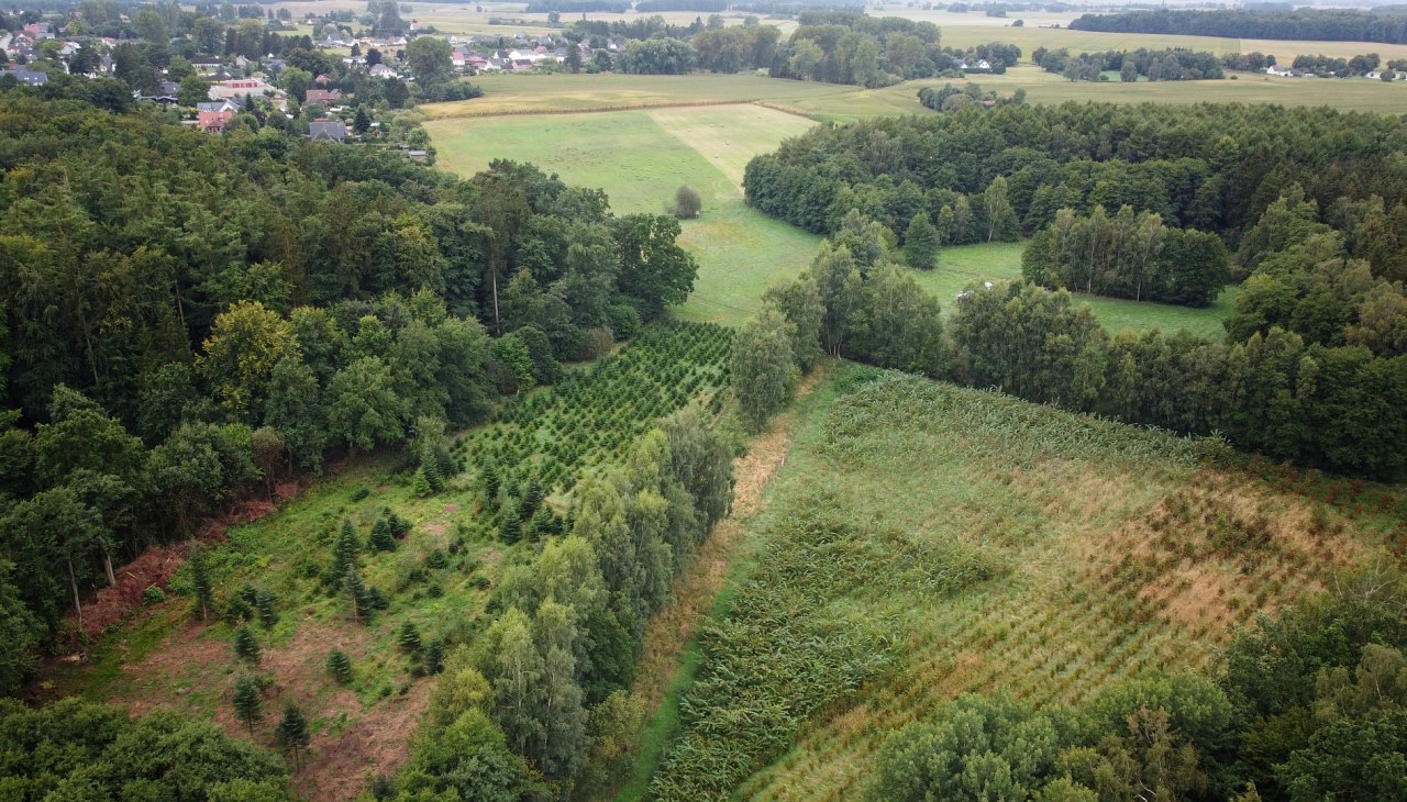 Klimatyczny las Sehlen, © Landesforst MV Klimatyczny las Sehlen, © Landesforst MV