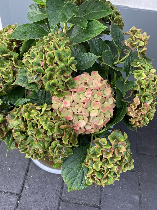 &copy; Sabine Gogolin