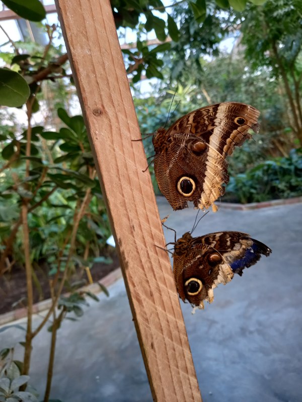 20220312_163903, &copy; Schmetterlingsfarm/Heike Schnelle