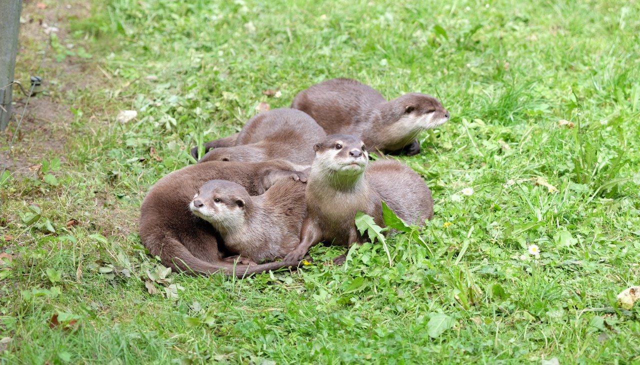 De dwergotters zijn erg speels en behoren tot de favorieten van veel bezoekers., © Tierpark Wolgast