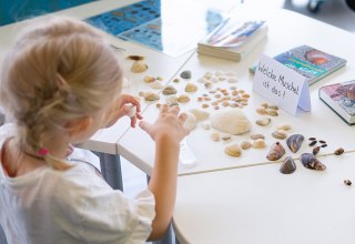 Am Strand sind viele verschiedene Muschelschalen zu finden // © Anke Neumeister/Deutsches Meeresmuseum Am Strand sind viele verschiedene Muschelschalen zu finden // © Anke Neumeister/Deutsches Meeresmuseum