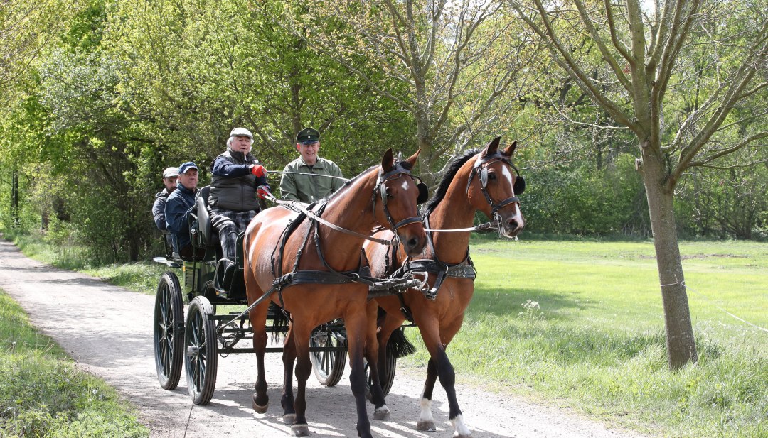 Leer koetsen rijden bij Redefin State Stud, © TMV/Pantel