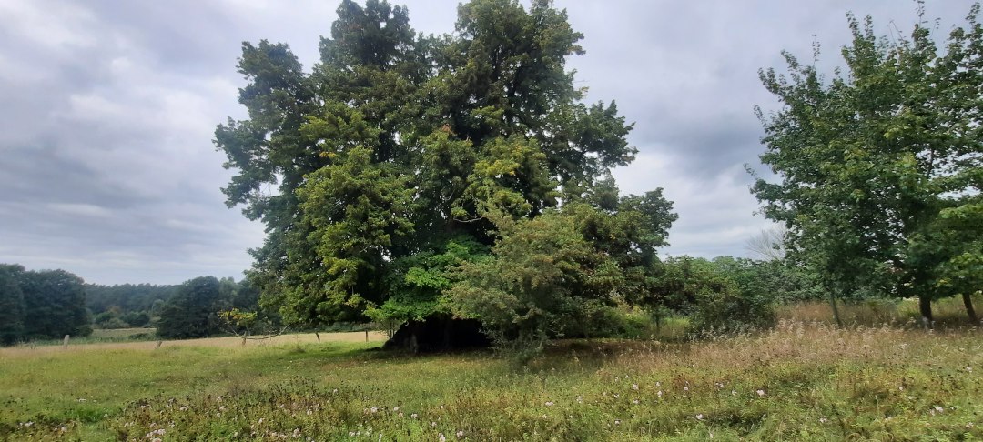 Oude linde, © Waren (Müritz)-Information