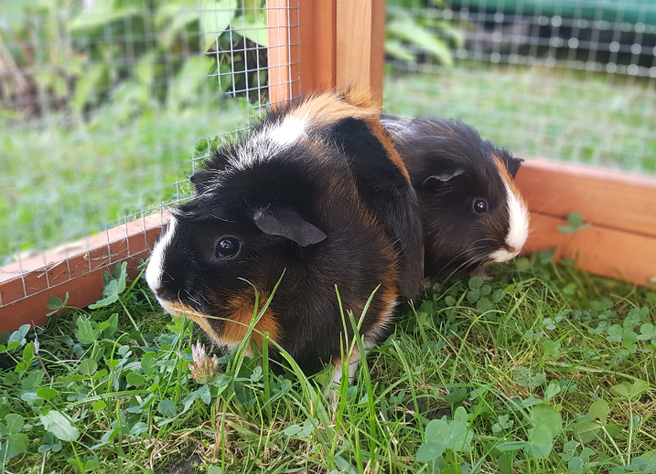 Twee cavia's in een buitenverblijf., &copy; Stadtbibliothek Stralsund
