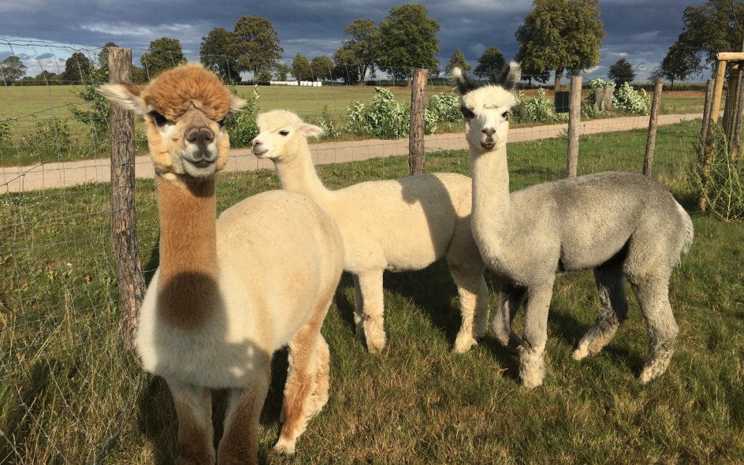 "Vleiers van de ziel" - Fleesensee alpaca's, © Fleesensee Alpakas