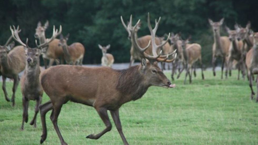 Wildpark op 35 ha voor damherten en edelherten, dieren worden levend op de markt gebracht of het wildvlees kan worden gekocht in de eigen boerderijwinkel, © AG Chemnitz