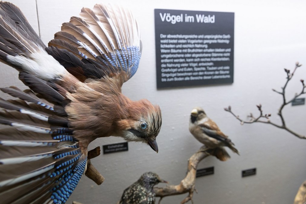 Exhibition part "Birds in the forest" in NATUREUM Darßer Ort, © Anke Neumeister/Deutsches Meeresmuseum