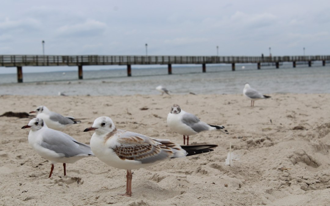 Meeuwen in de wind op het strand van de kustplaats Lubmin, © TVV-Bock