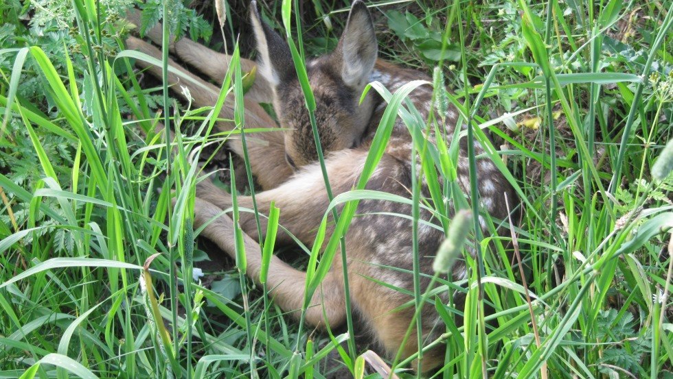 Sighting of a fawn during a hike through the Biosphere Reserve Schaalsee // &copy; Schaalsee-Ferien im alten Landhaus/Wahlig
