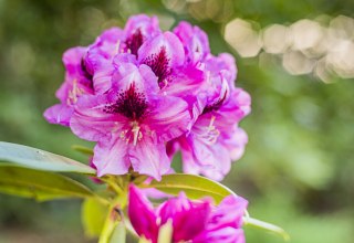 Rhododendronparkfest | Ein Fest für die Sinne: Blütenzauber, Kulturgenuss & Markttreiben. // © André Pristaff / Tourismus- und Kur GmbH Graal-Müritz Rhododendronparkfest | Ein Fest für die Sinne: Blütenzauber, Kulturgenuss & Markttreiben. // © André Pristaff / Tourismus- und Kur GmbH Graal-Müritz