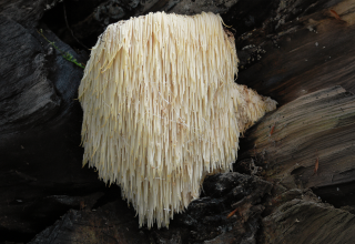 © Igelstachelbart_Hericium_erinaceus.jpg Lebrac abgeleitetes Werk, Ak ccm, CC BY-SA 3.0 via Wikimedia © Igelstachelbart_Hericium_erinaceus.jpg Lebrac abgeleitetes Werk, Ak ccm, CC BY-SA 3.0 via Wikimedia