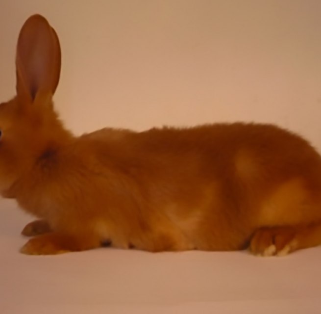 &copy; Courtesy: C&eacute;line Mathieu, Reinier Hoon & Gauli Zitter.