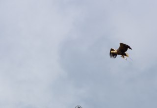 © Vogeltouren MV