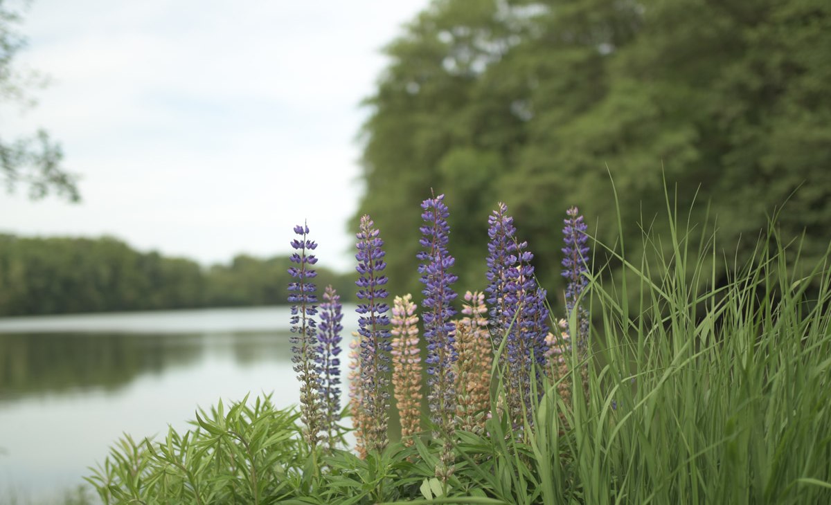 Gr&uuml;nower See w pobliżu Steinm&uuml;hle, &copy; P. Sensenhauser