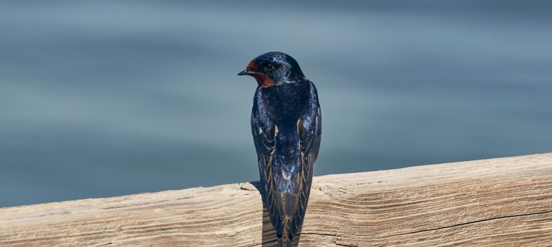 © Burwitz © Burwitz