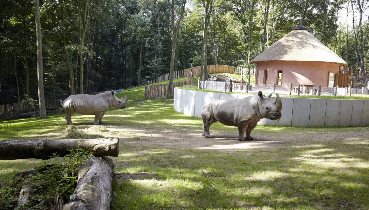Nosorożce, © © Roeder Nosorożce, © © Roeder
