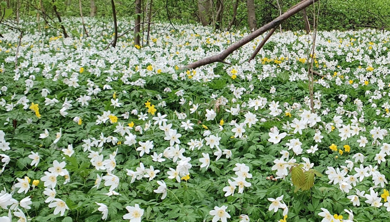 Spring awakening (c) Kurverwaltung Goehren, &copy; Kurverwaltung Goehren