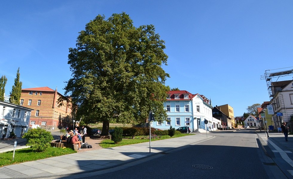 Bismarck oak in Bergen // © Tourismuszentrale Rügen Bismarck oak in Bergen // © Tourismuszentrale Rügen