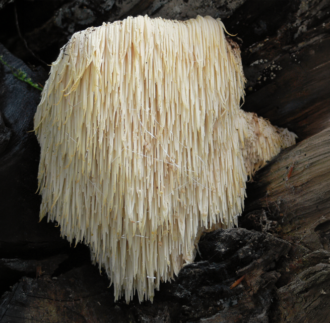 © Igelstachelbart_Hericium_erinaceus.jpg Lebrac abgeleitetes Werk, Ak ccm, CC BY-SA 3.0 via Wikimedia © Igelstachelbart_Hericium_erinaceus.jpg Lebrac abgeleitetes Werk, Ak ccm, CC BY-SA 3.0 via Wikimedia