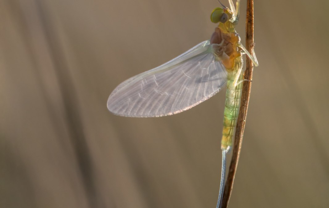 Onder onze voeten deel 3, © Ralf Mittermüller