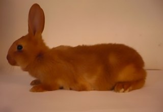 &copy; Courtesy: C&eacute;line Mathieu, Reinier Hoon & Gauli Zitter.