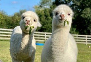Trebeltal- Alpacas // © Anne Häusler Trebeltal- Alpacas // © Anne Häusler