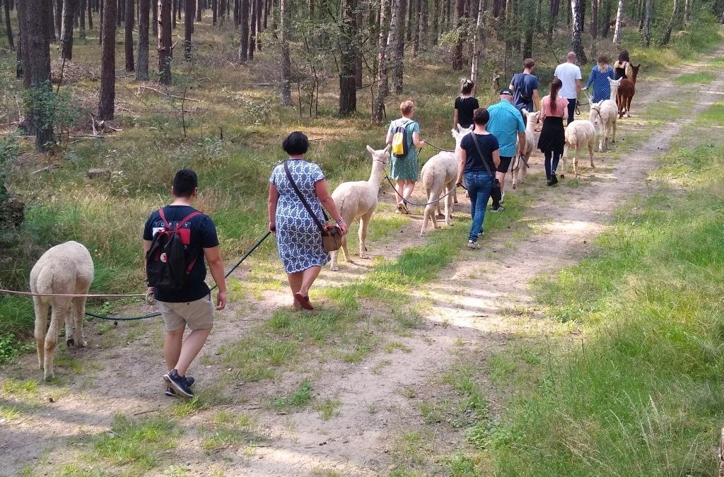 Alpaca wandeling, boerderij Birkenkamp, © © Jennifer Dietel