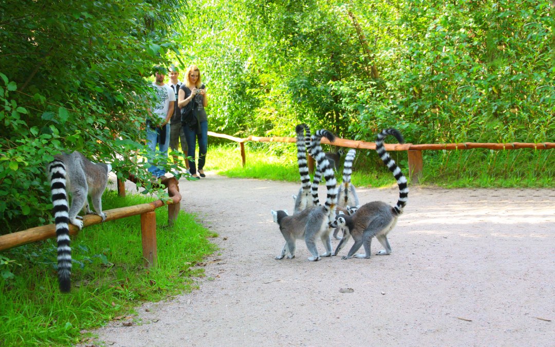 Calico's, © Vogelpark Marlow/Zöger