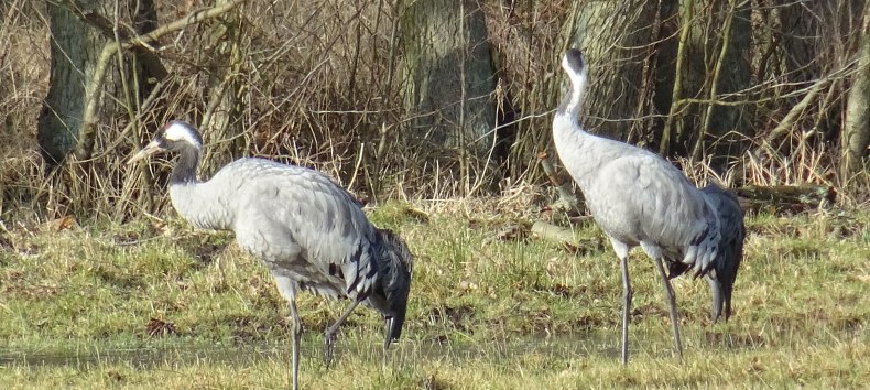 &copy; Stadtmarketing Ribnitz-Damgarten