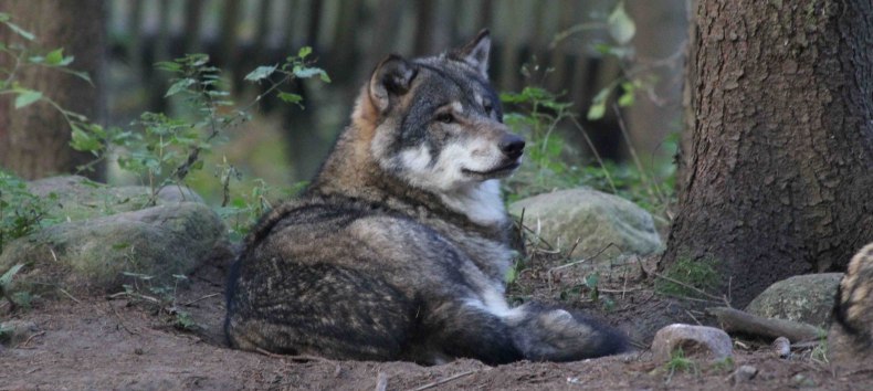 Wolf in the predator flat-sharing community at the Wildpark-MV, &copy; Wildpark-MV