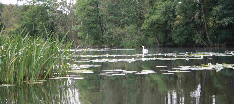 In the peat bogs near Malchin // &copy; Marin-Ziegler
