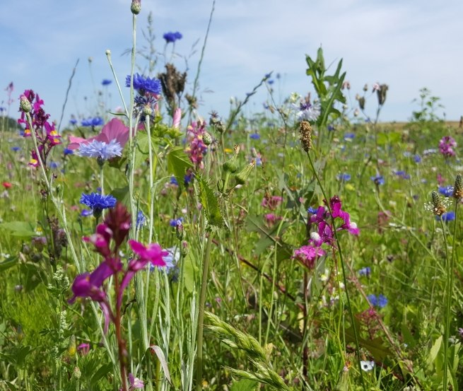 Wilde Blumenwiese am Wandelweg Sietow // © MV-T/UB Wilde Blumenwiese am Wandelweg Sietow // © MV-T/UB