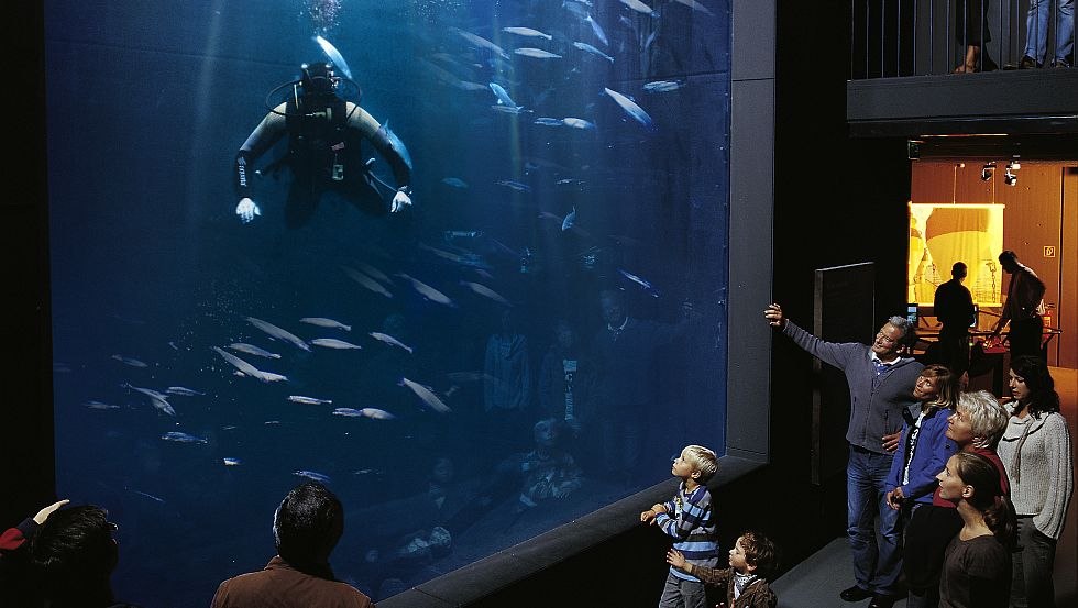 Kijk hoe de duiker het aquarium voedert en schoonmaakt, © Werk3/Andreas Duerst