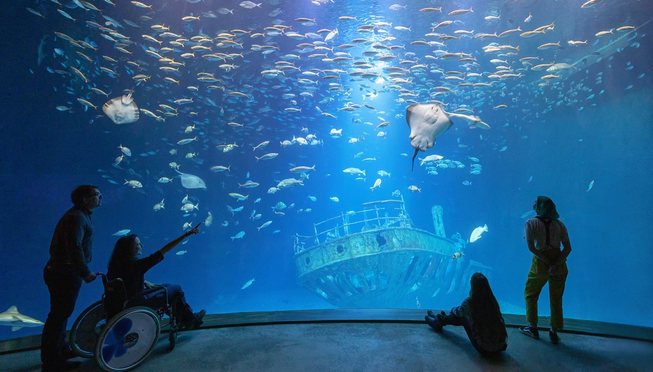 W największym akwarium "Otwarty Atlantyk" nad repliką wraku statku o długości jedenastu metr&oacute;w pływają ławice makreli, pielęgnice i kolenie gładkie, a także r&oacute;żne gatunki płaszczek (fot. Anke Neumeister/Deutsches Meeresmuseum)., &copy; Deutsches Meeresmuseum