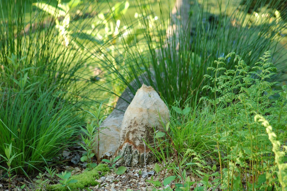 Uszkodzenia spowodowane przez bobry na Glasermoor, &copy; Naturpark Sternberger Seenland