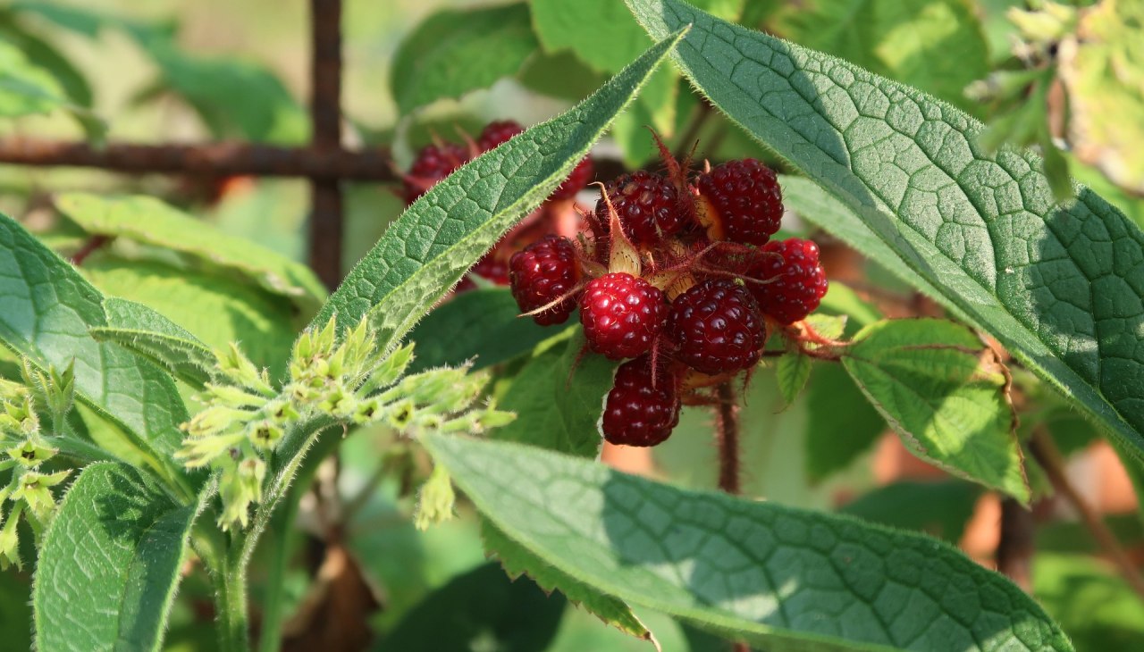 permakultur-garten(c)bodil-kreativ-skjoelven-from-pixabay, © Bodil Kreativ Skjölven (pixabay)