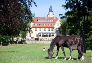 Wendorf Castle Stud Farm // &copy; adfc-Schwerin