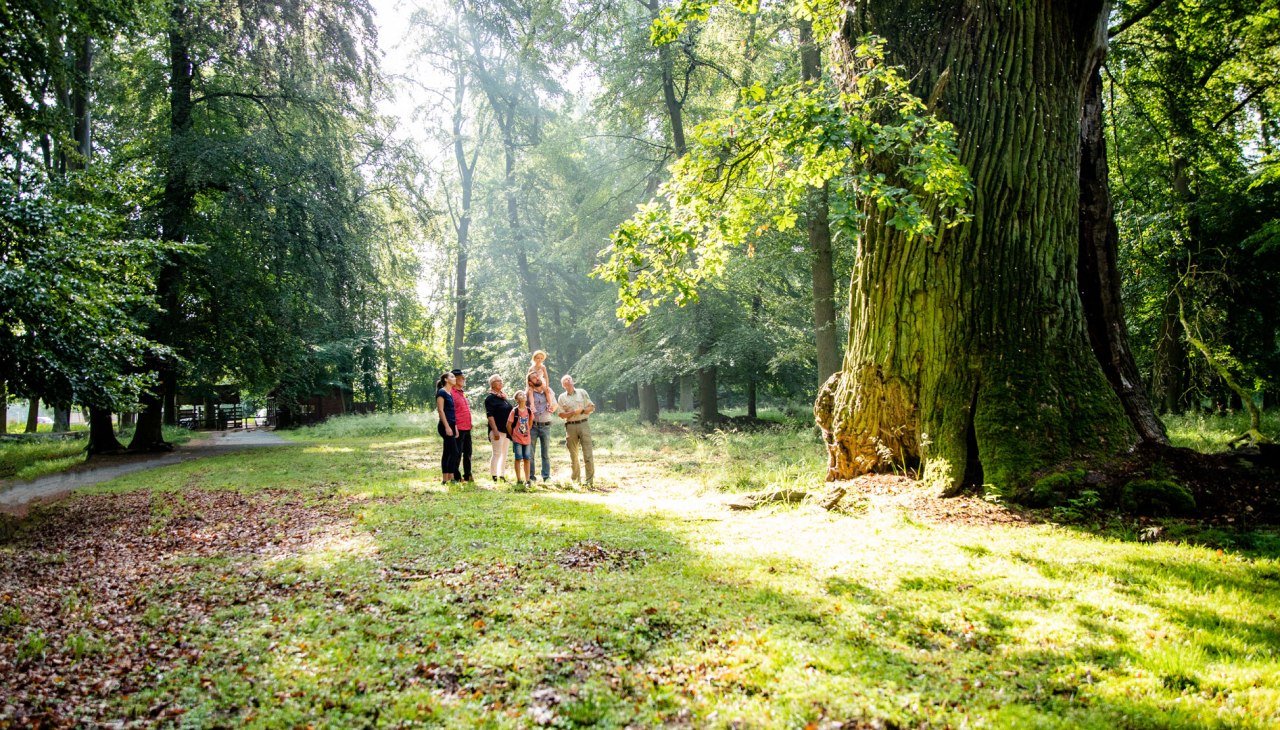 rieseneiche-bestaunen, © Landesforst MV