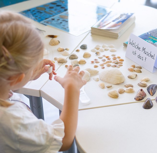 Am Strand sind viele verschiedene Muschelschalen zu finden // © Anke Neumeister/Deutsches Meeresmuseum Am Strand sind viele verschiedene Muschelschalen zu finden // © Anke Neumeister/Deutsches Meeresmuseum