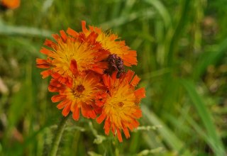 Fig. 4: The orange hawkweed (Hieracium aurantiacum) is a neophyte in Germany that often runs wild from gardens. // © U. Jueg Fig. 4: The orange hawkweed (Hieracium aurantiacum) is a neophyte in Germany that often runs wild from gardens. // © U. Jueg