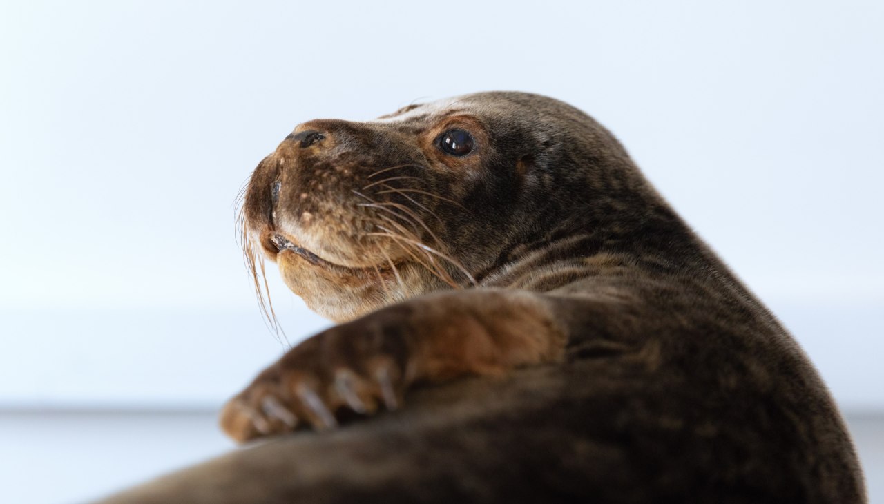 &copy; Anke Neumeister/Deutsches Meeresmuseum