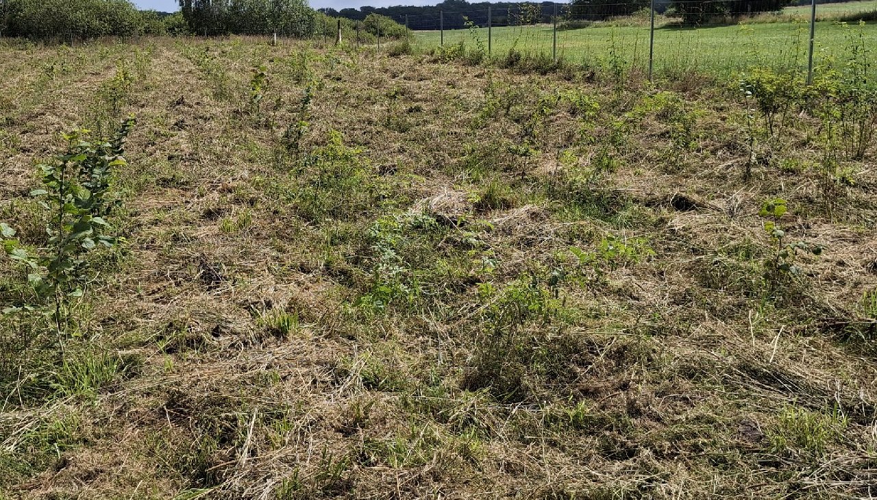 Klimawald Haidhof - Ostatnie zalesienia, &copy; Landesforst MV