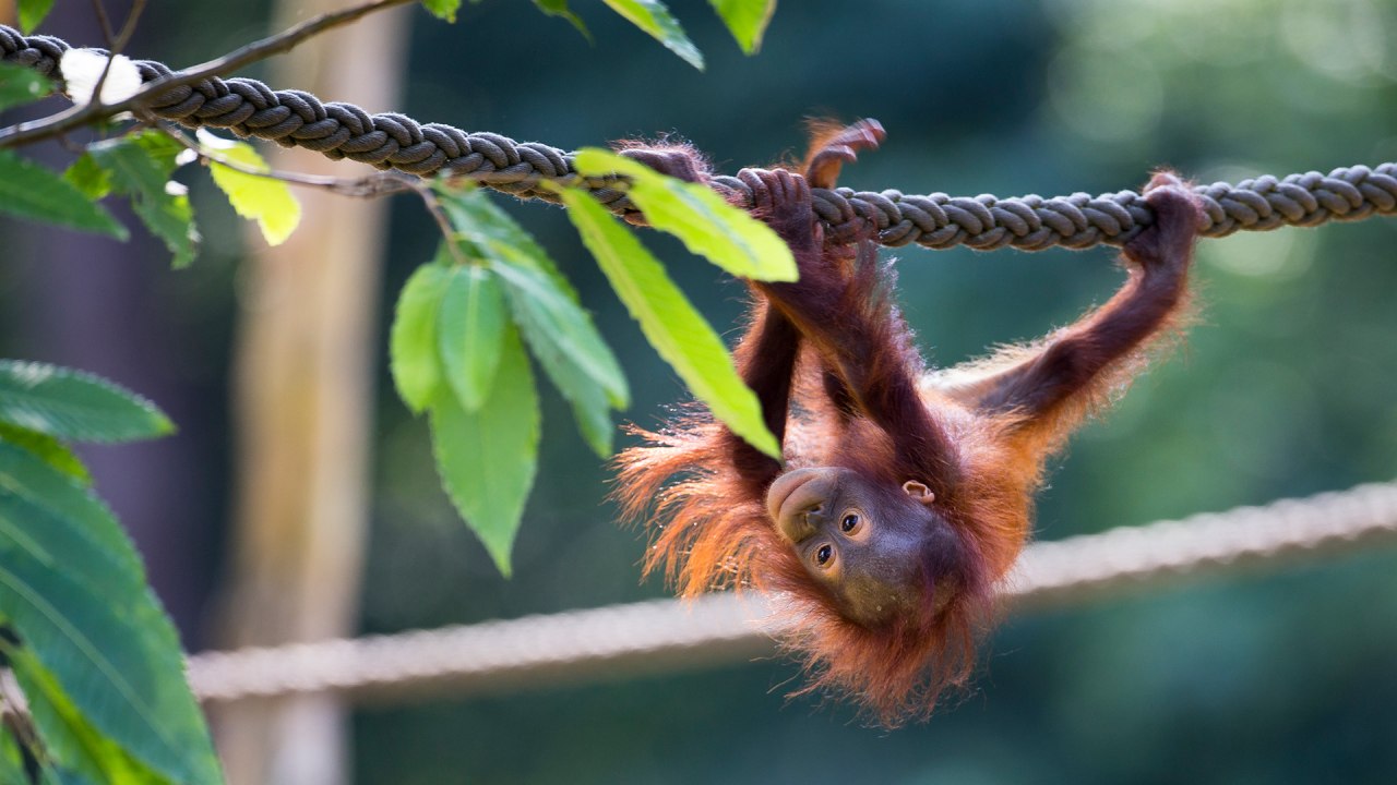 An orangutan climbing at Rostock Zoo. // &copy; Zoo Rostock/ M&uuml;ller